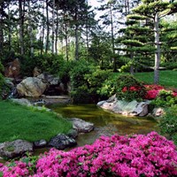 Rhododendron Nova Zembla-2