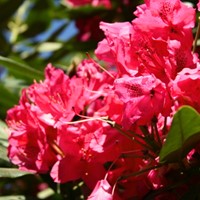 Rododendron Nova Zembla - Rhododendron