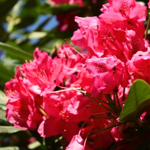 Rhododendron Nova Zembla