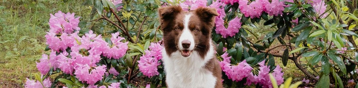 Rhododendron schneiden und pflegen