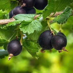 Ribes nidigrolaria Josta - Jostabeere