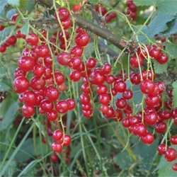Ribes Rubrum Jonkheer van Tets - Rote Johannisbeere
