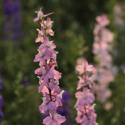 Rittersporne Astolat - Delphinium (Dreierpack)