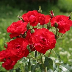 Rose Amsterdam - Rosa floribunda