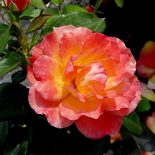 Rose André Willemse - Großblumige Rosa