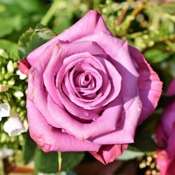 Rose Blue River - Großblumige Rosa