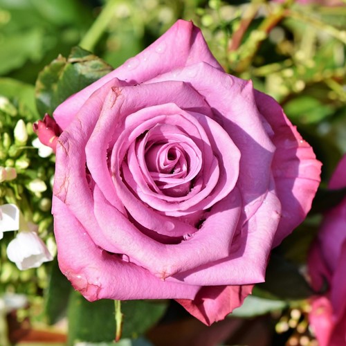 Rose Blue River - Großblumige Rosa
