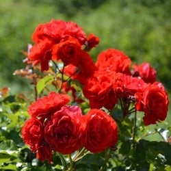 Rose Nina Weibull - Rosa floribunda