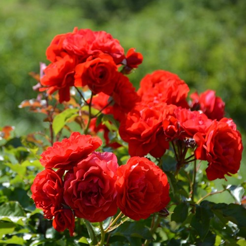 Rose Nina Weibull - Rosa floribunda