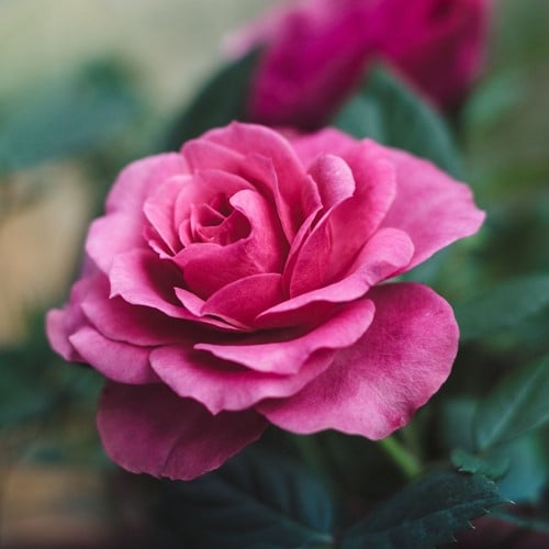 Rose Queen Elizabeth – Großblumige Rosa