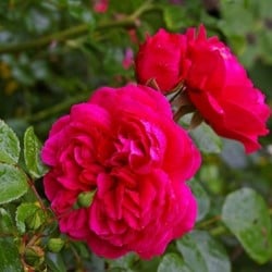 Rosen Red Leonardo da Vinci - Rosa