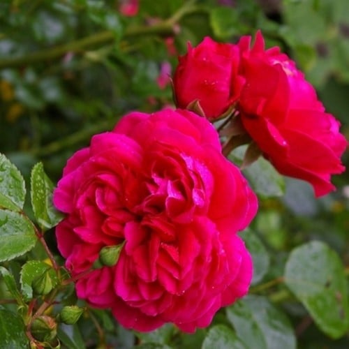 Rosen Red Leonardo da Vinci - Rosa