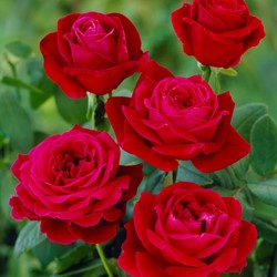 Roos Mister Lincoln - Rosa Sterk Geurend