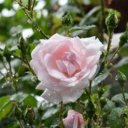 Kletter-Rose New Dawn