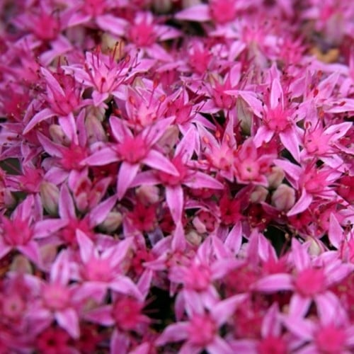 Rosa Teppich-Fettblatt Carl - Sedum spectabile