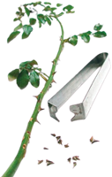 Rosenentdorner-2