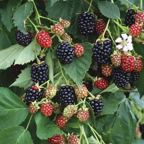 Rubus Black Satin - Brombeere