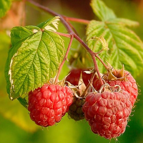 Rubus Idaeus Malling Promise- Himbeere