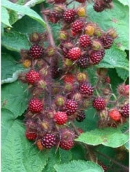 Rubus Phoenicolasius - Japanische Weinbeere