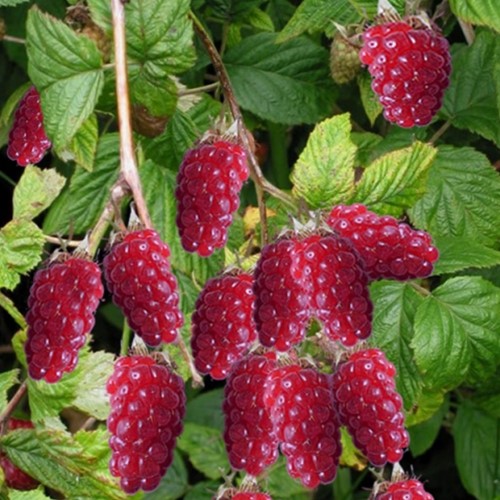 Rubus Tayberry - Taybes