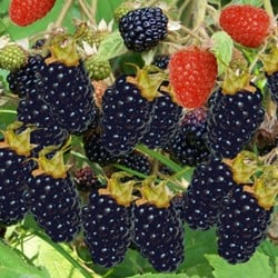 Rubus Thornless Evergreen - Brombeere