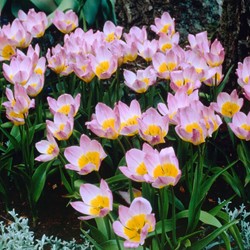 Tulpen Bakeri Lilac Wonder - Tulipa