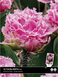 Tulpen Perth – Tulipa crispa double