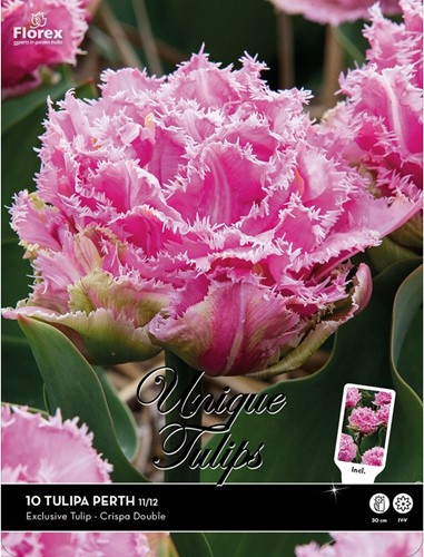 Tulpen Perth – Tulipa crispa double