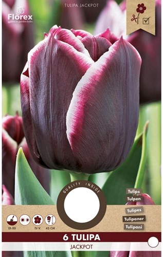 Tulpen Jackpot - Tulipa-2