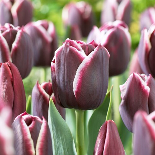 Tulpen Jackpot - Tulipa