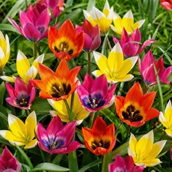 Tulpen Wild Wonders mix – Tulipa