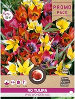 Tulpen Wild Wonders mix – Tulipa-2