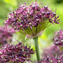 Allium atropurpureum - Schwarzrote Lauch