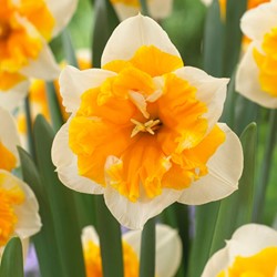 Narcis Orangery - Narcissus