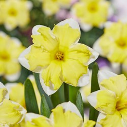 Narcis Cassata - Narcissus