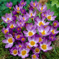 Crocus sieberi Tricolor - Krokus