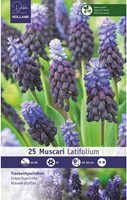 25 Muscari latifolium - Blauwe druifjes-2