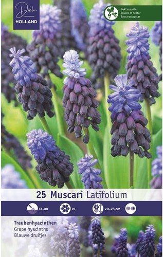 25 Muscari latifolium - Blauwe druifjes-2