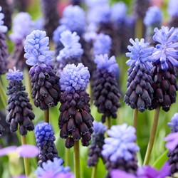 25 Muscari latifolium - Blauwe druifjes