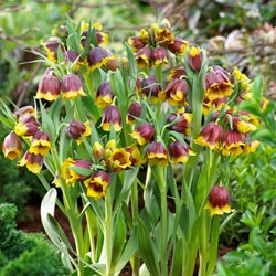 Fritillaria michailovskyi - Kievitsbloem