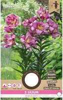Boomlelie Purple Lady - Lilium OT hybrid-2