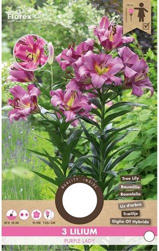 Boomlelie Purple Lady - Lilium OT hybrid-2