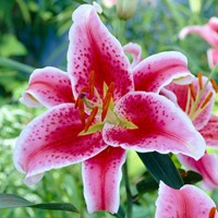 Lelie Star Gazer – Lilium orientale