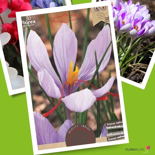 Saffran Krokusse - Crocus sativus