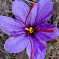 Saffraan krokus - Crocus sativus Grootverpakking XL