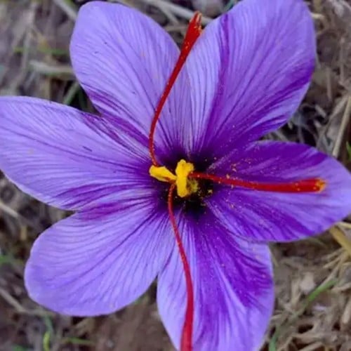 Saffran Krokusse -  - Crocus sativus Großpackung XL