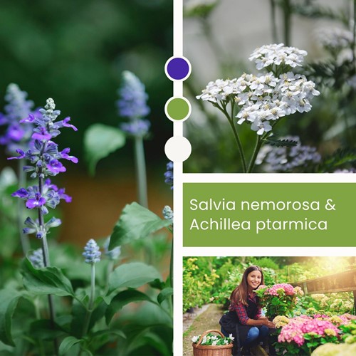 Pflanzenmischung Salvia & Achillea