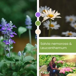 Pflanzenmischung Salvia nemorosa & Leucanthemum