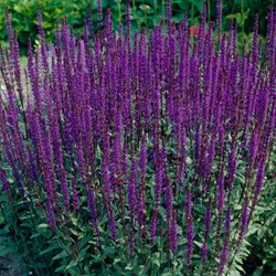Steppen-Salbei Caradonna - Salvia nemorosa (Dreierpack)