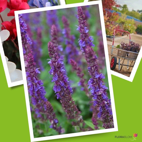 Steppen-Salbei Ostfriesland - Salvia nemorosa (Dreierpack)-3